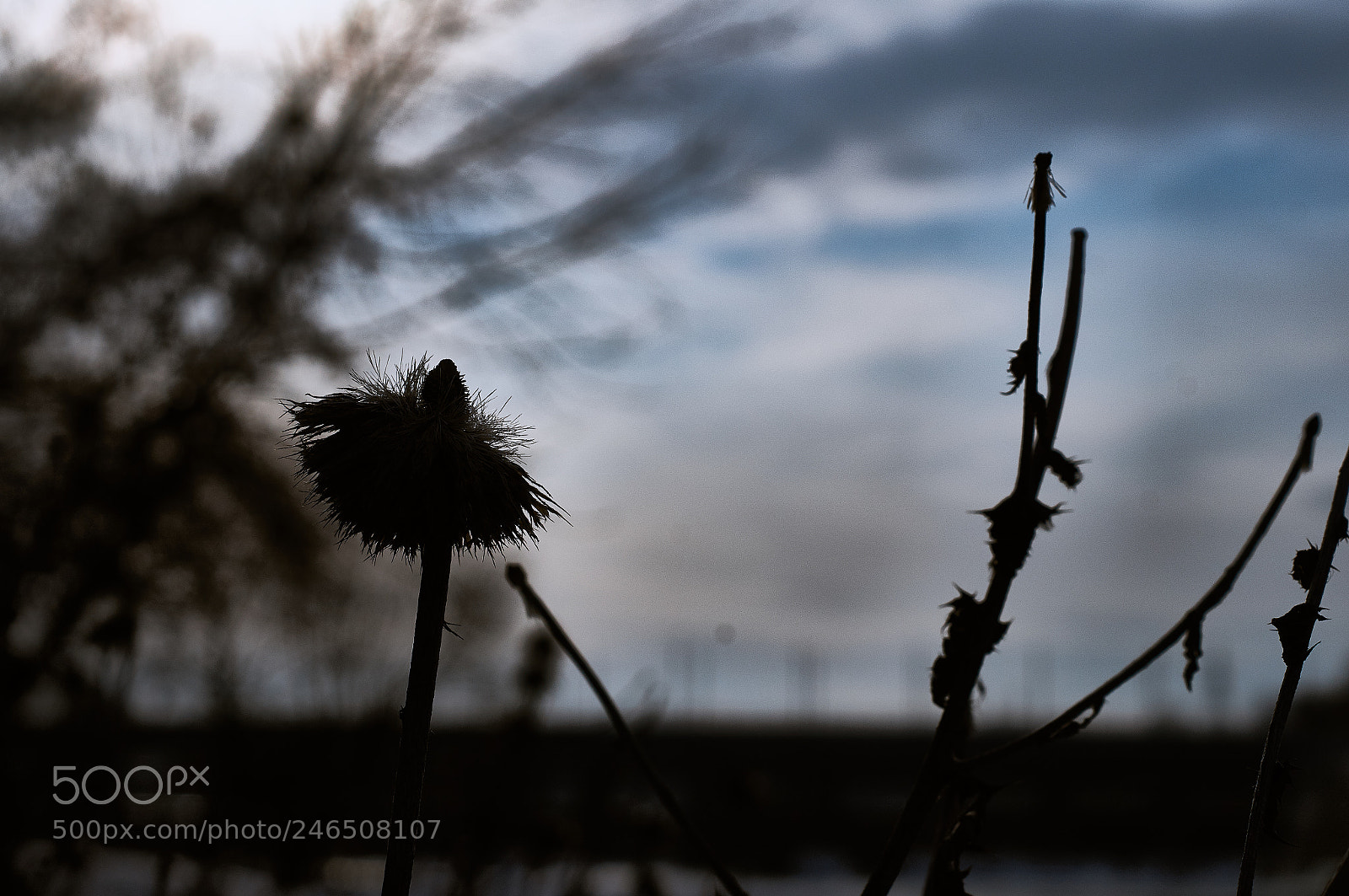 Sony SLT-A57 sample photo. Untitled photography
