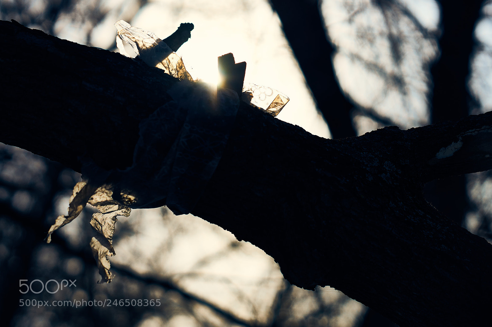 Sony SLT-A57 sample photo. Untitled photography