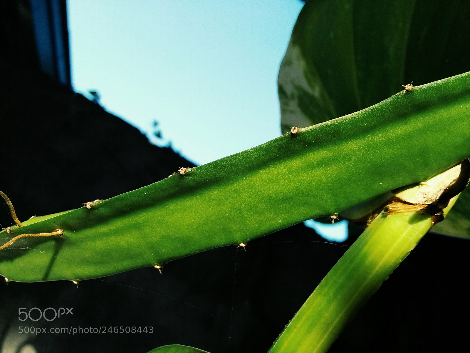 OPPO A37fw-International sample photo. Thorns photography