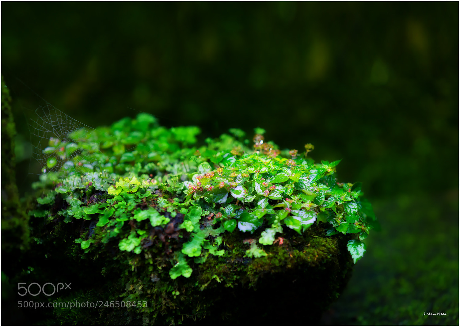 Canon EOS 5D Mark IV sample photo. The moss flower is photography