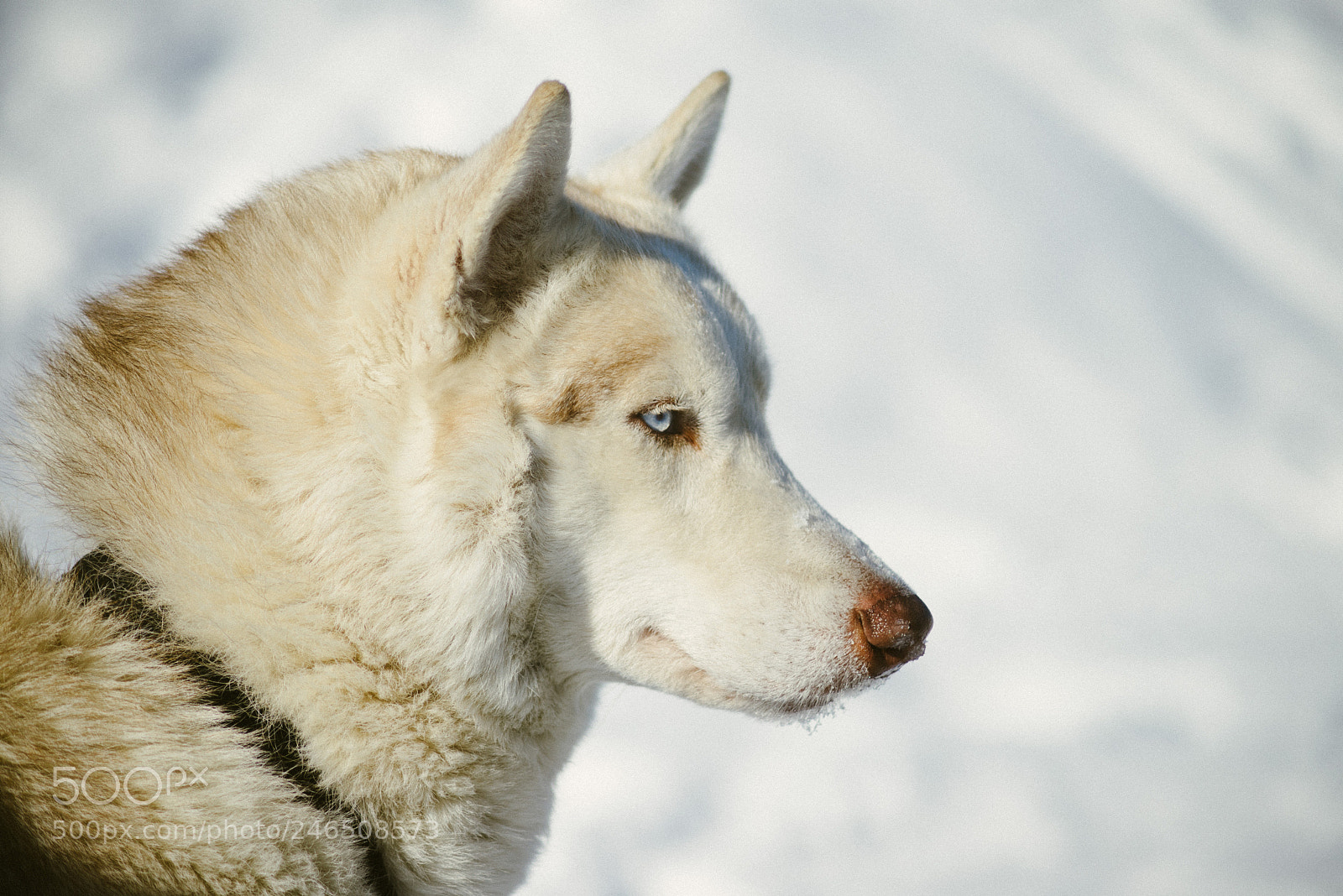 Nikon D610 sample photo. Hunter photography