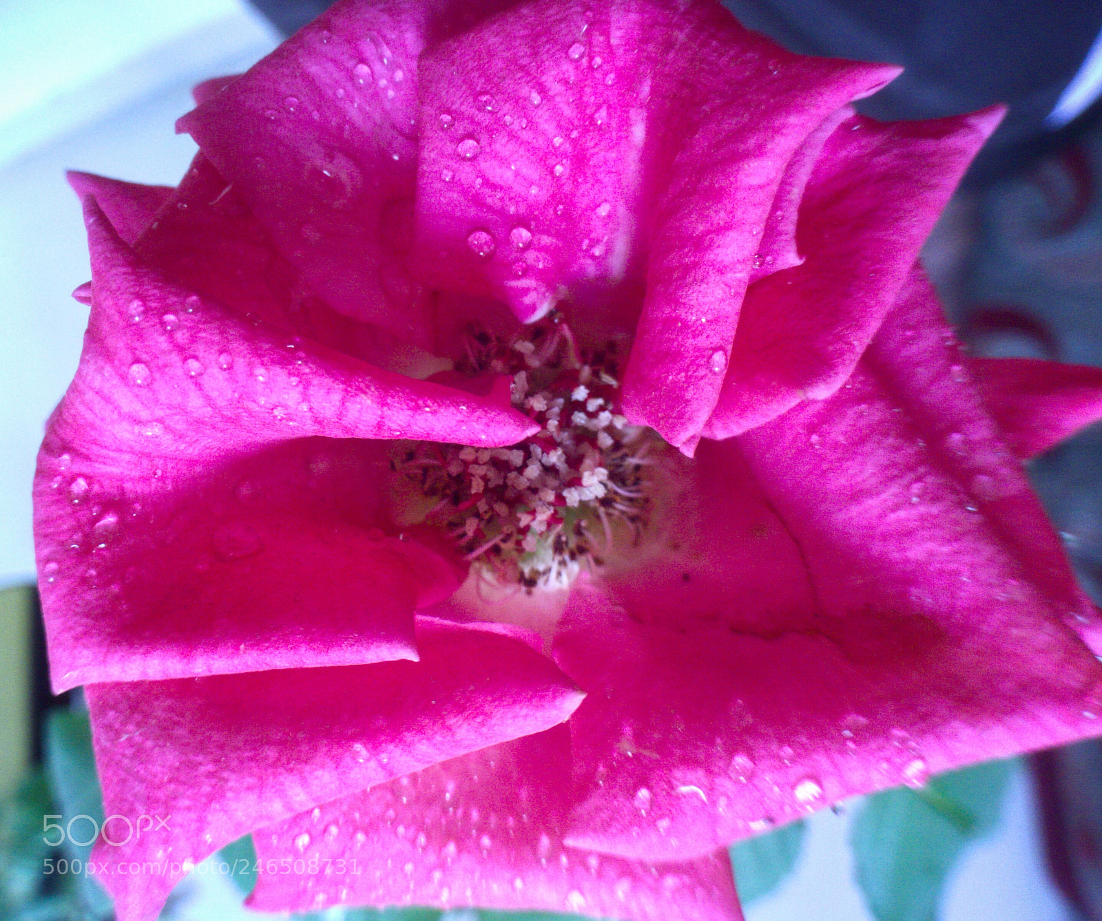 OPPO A37fw-International sample photo. Macro photography of a photography