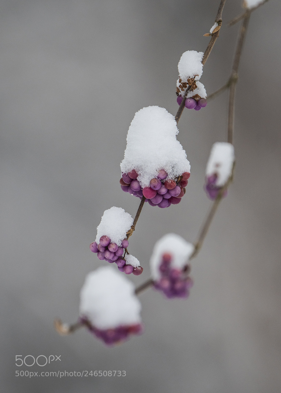Olympus OM-D E-M1 Mark II sample photo. Pearls photography