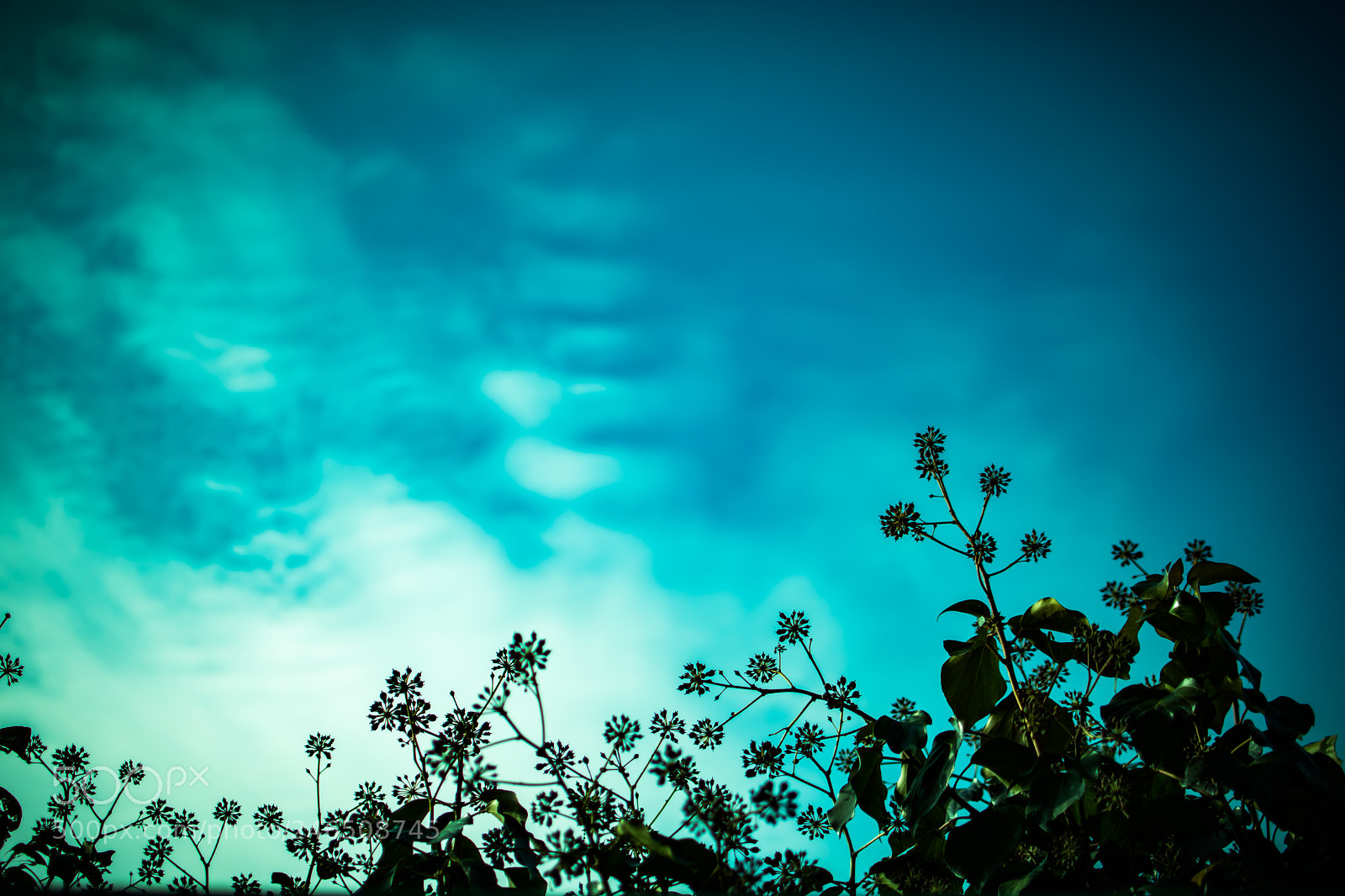 Nikon D5500 sample photo. Slumber photography