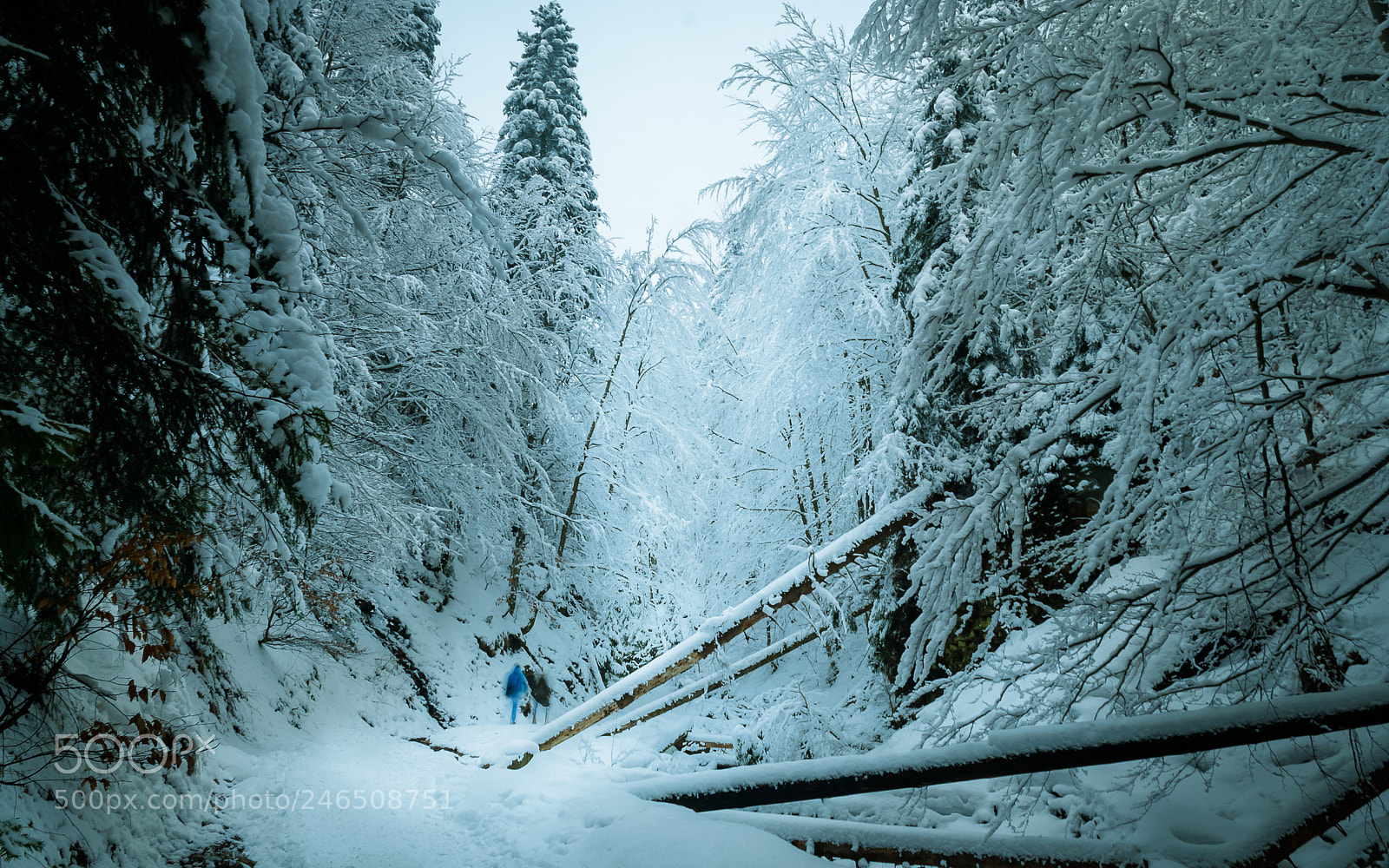 Nikon D80 sample photo. Winter route in mountains photography