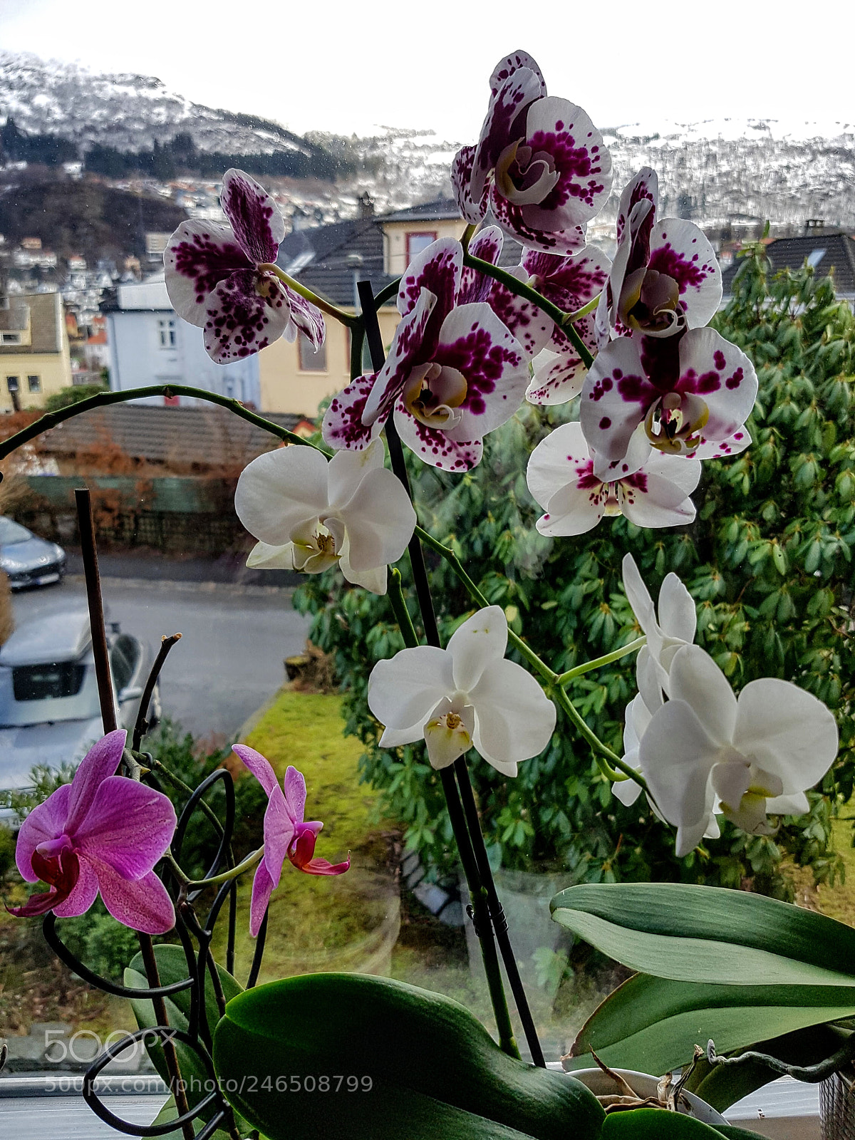 Samsung Galaxy S7 Edge sample photo. Untitled photography