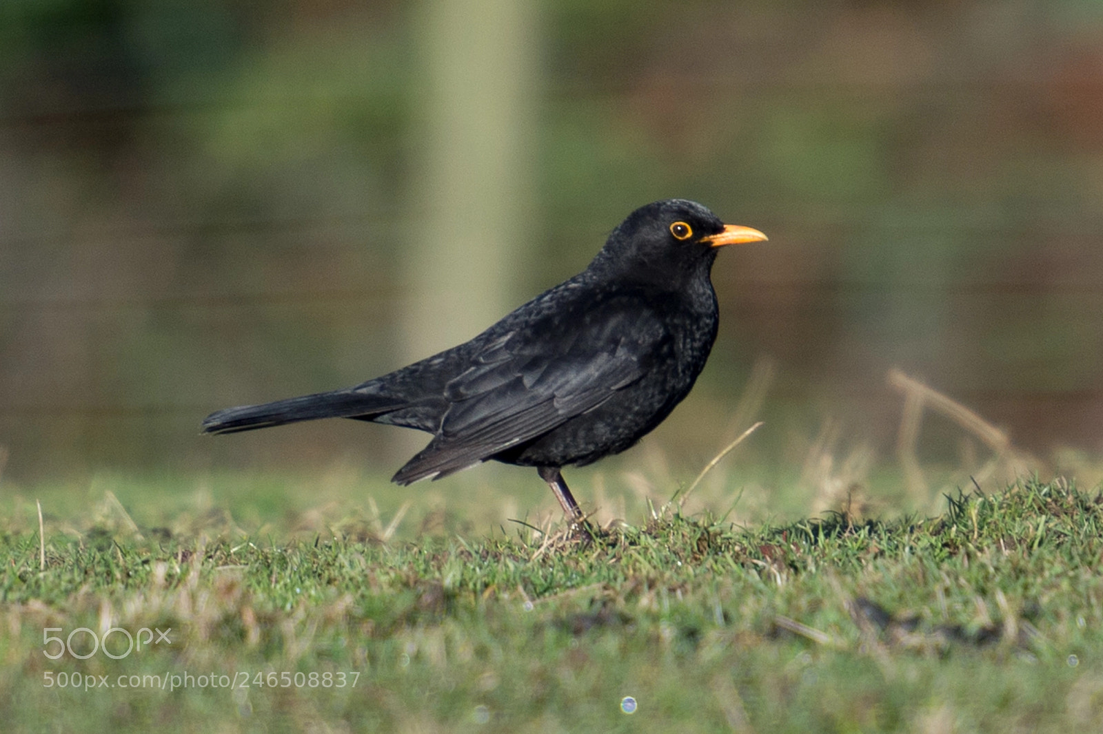 Nikon D4S sample photo. Blackbird - turdus merula photography