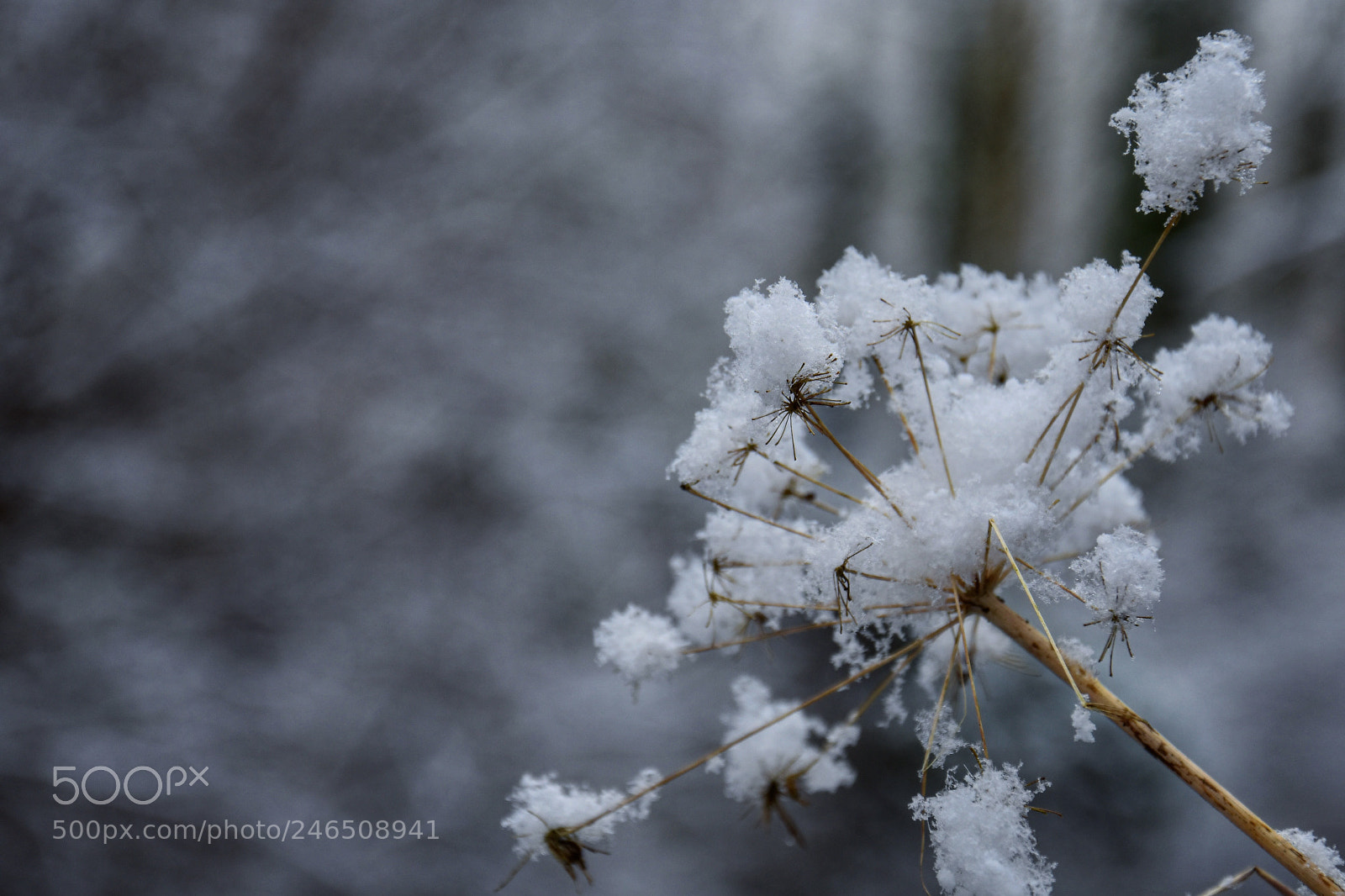 Nikon D3400 sample photo. Snow photography