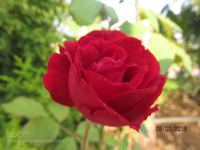 Canon PowerShot SX150 IS sample photo. Le perfecto photography