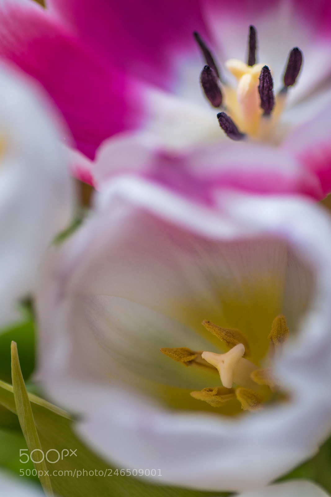 Nikon D7500 sample photo. Tulips photography