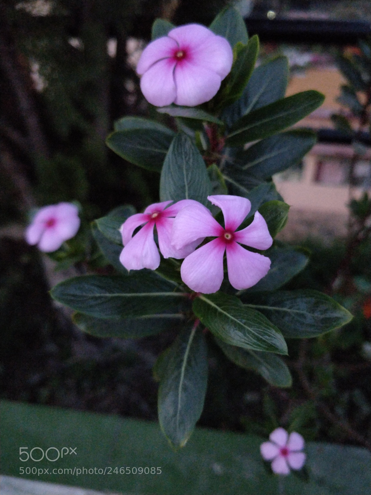 OnePlus 5 sample photo. Twosome and some erratic photography