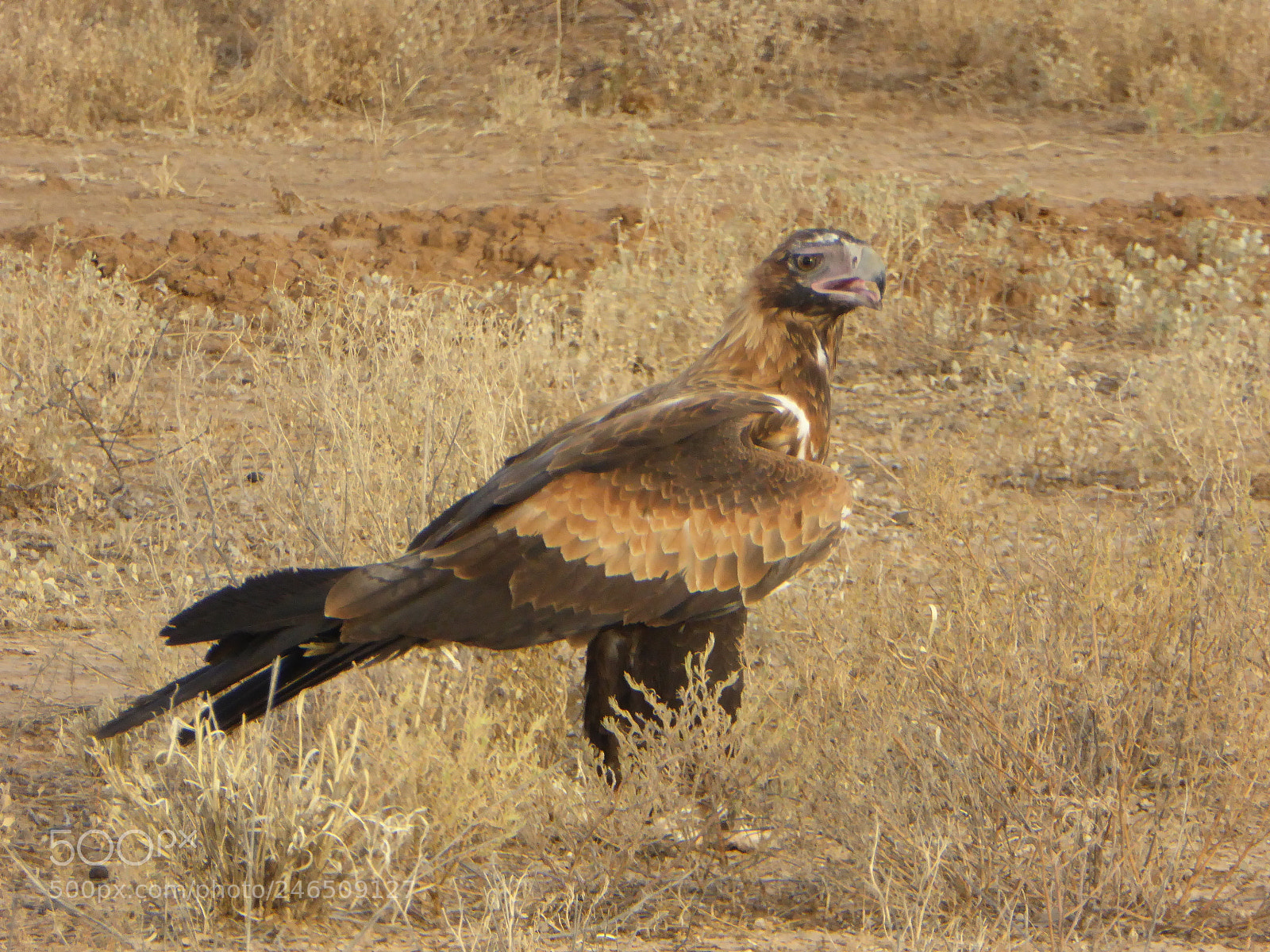 Panasonic Lumix DMC-ZS40 (Lumix DMC-TZ60) sample photo. Wedge-tailed eagle photography