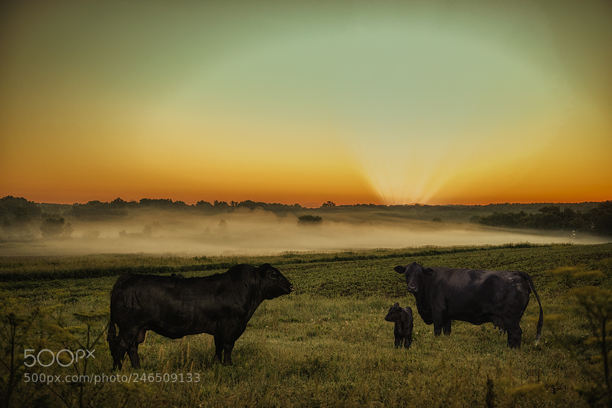 Nikon D810 sample photo. Sunrise photography