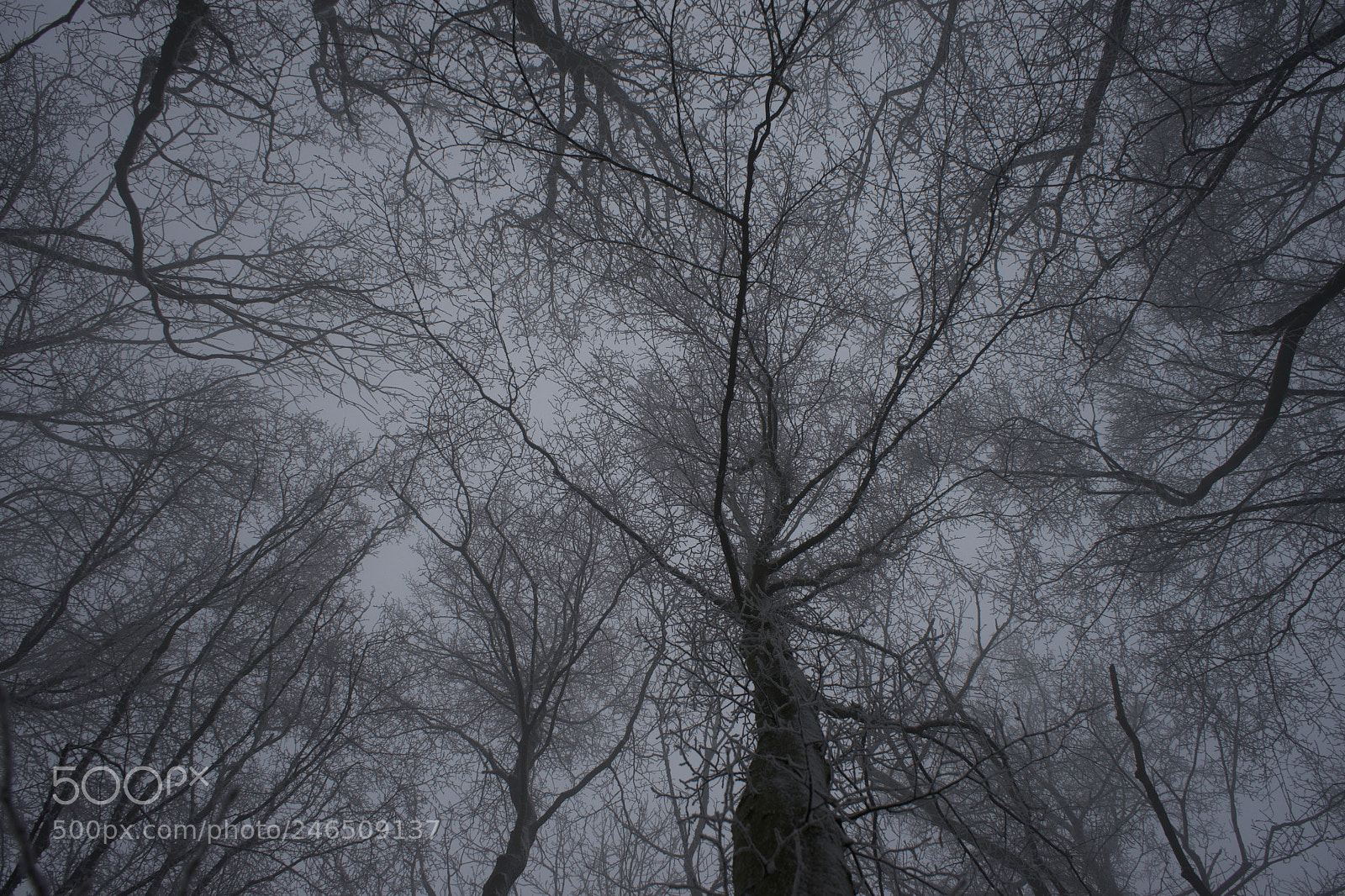 Sony a7 sample photo. Only forest photography