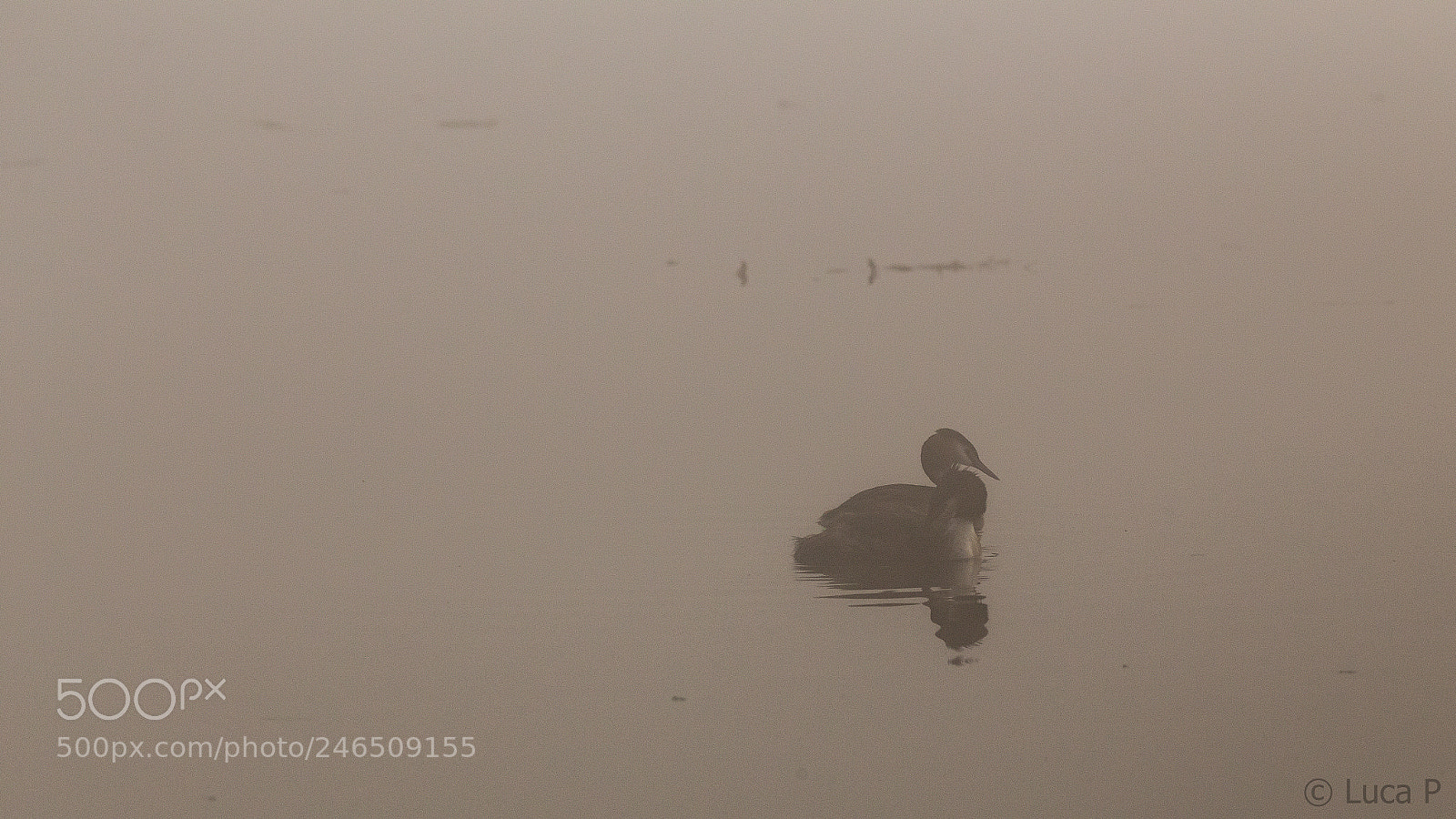 Canon EOS 6D sample photo. Grebes in the mist photography