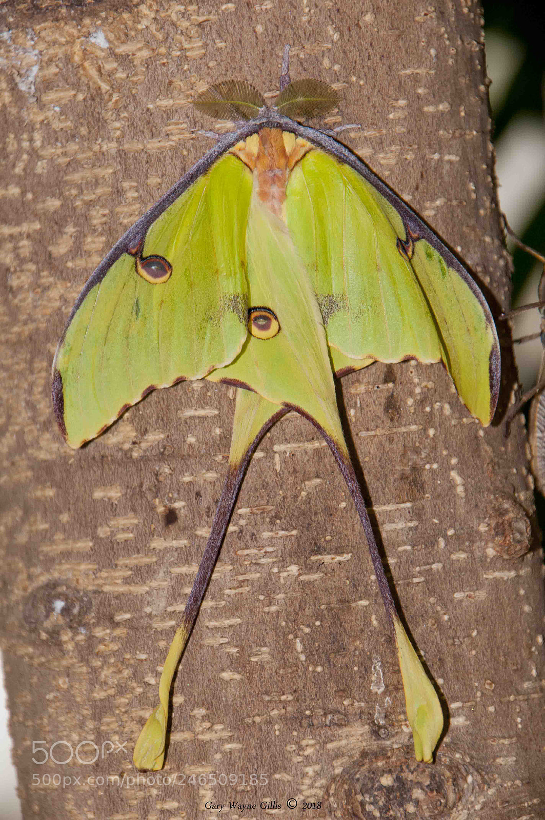 Nikon D300 sample photo. Indian moon moth photography