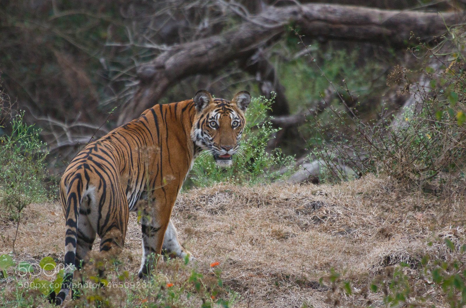 Canon EOS 7D Mark II sample photo. Tigress from kabini, india photography