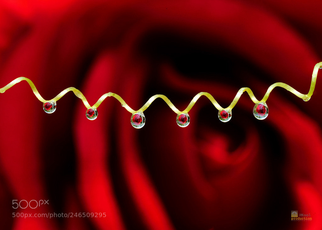 Sony a7R III sample photo. Red rose in the photography