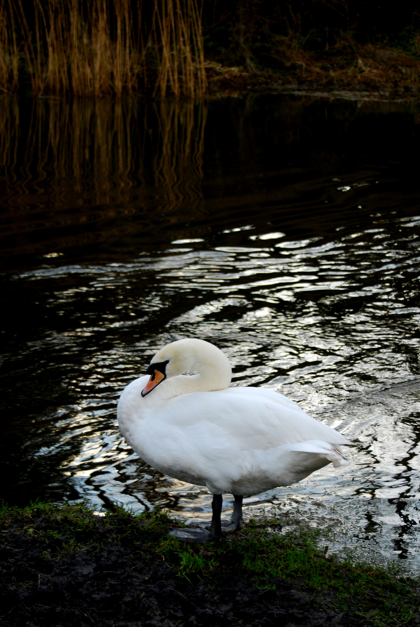 AF Zoom-Nikkor 28-80mm f/3.5-5.6D sample photo. Cygnini photography