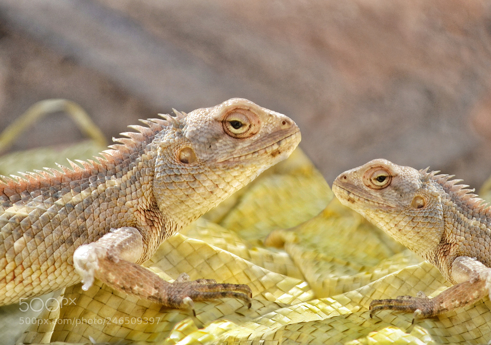 Nikon D3100 sample photo. [] photography