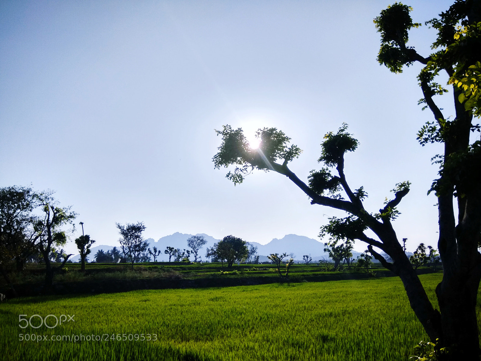 Xiaomi Redmi Note 4 sample photo. Agriculture. photography
