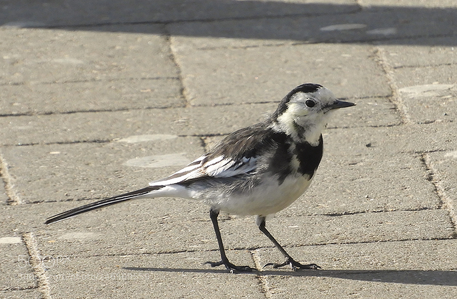 Nikon Coolpix B700 sample photo. Motacilla alba photography