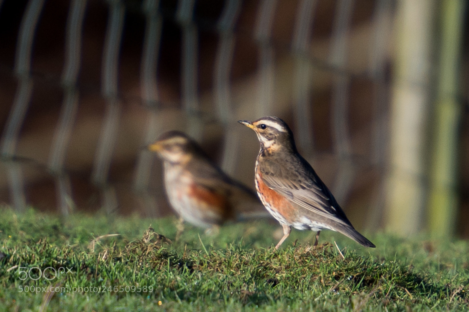 Nikon D4S sample photo. Redwing - turdus iliacus photography