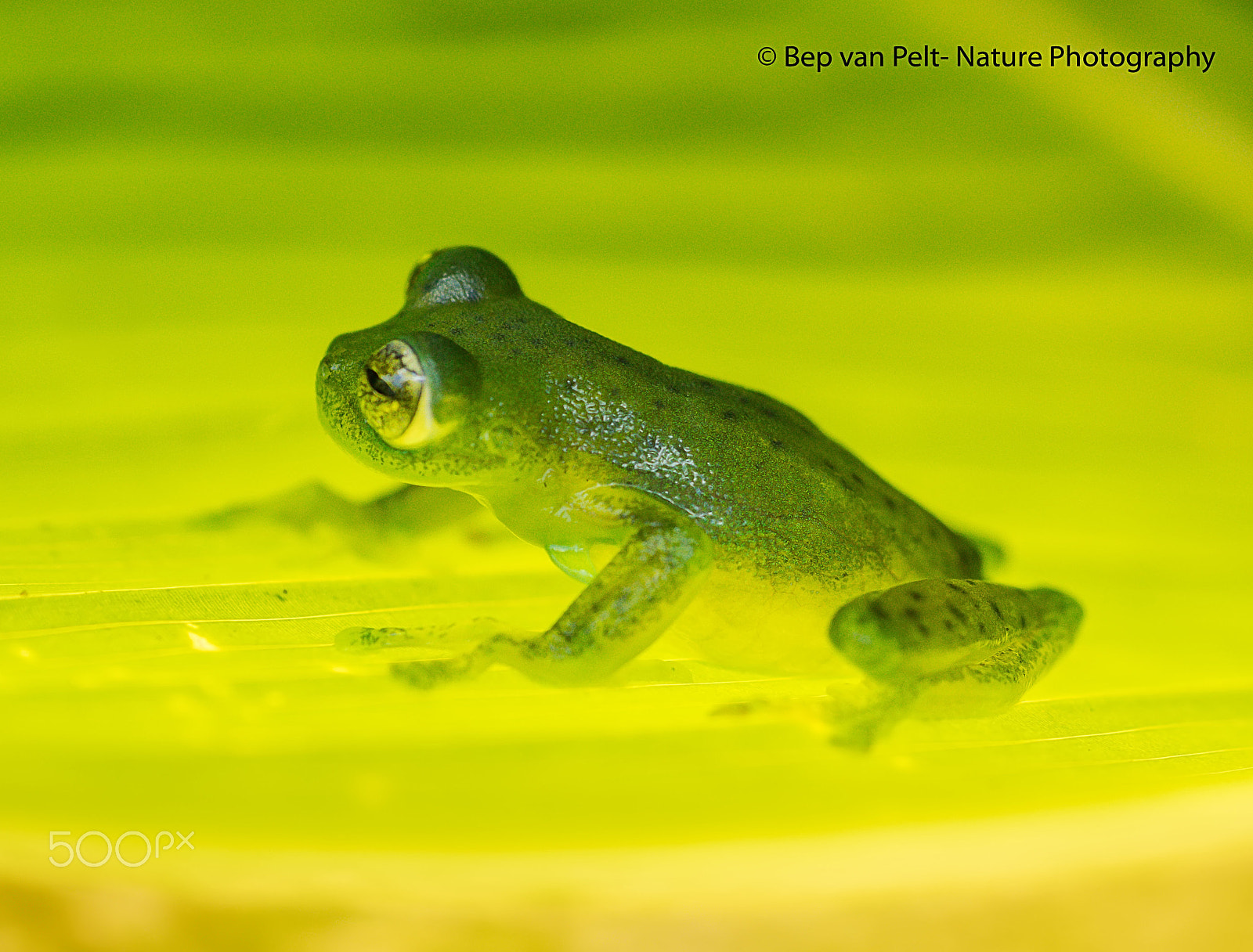 Nikon D500 + Sigma 50mm F2.8 EX DG Macro sample photo. Glass frog photography