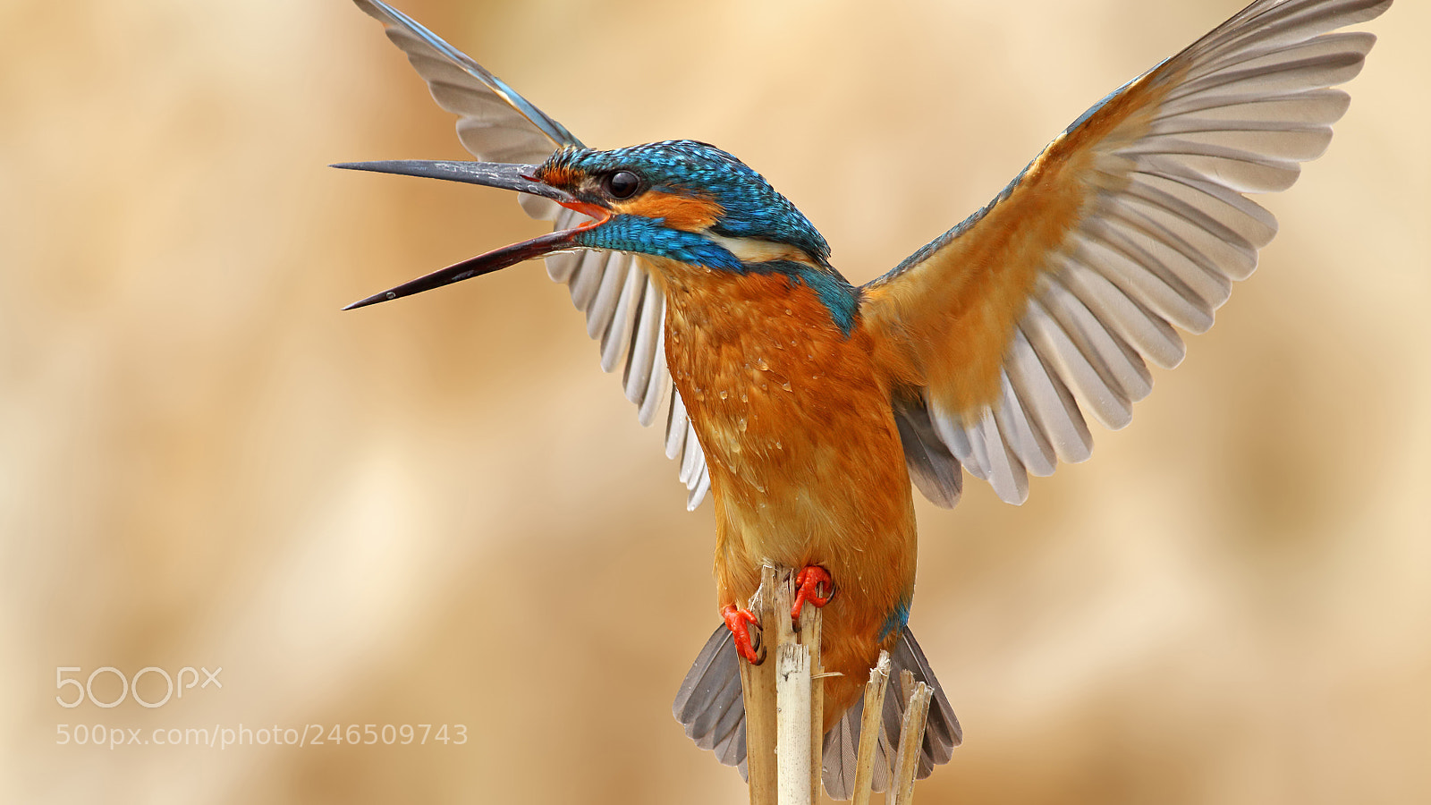 Canon EOS 7D sample photo. Kingfisher  photography