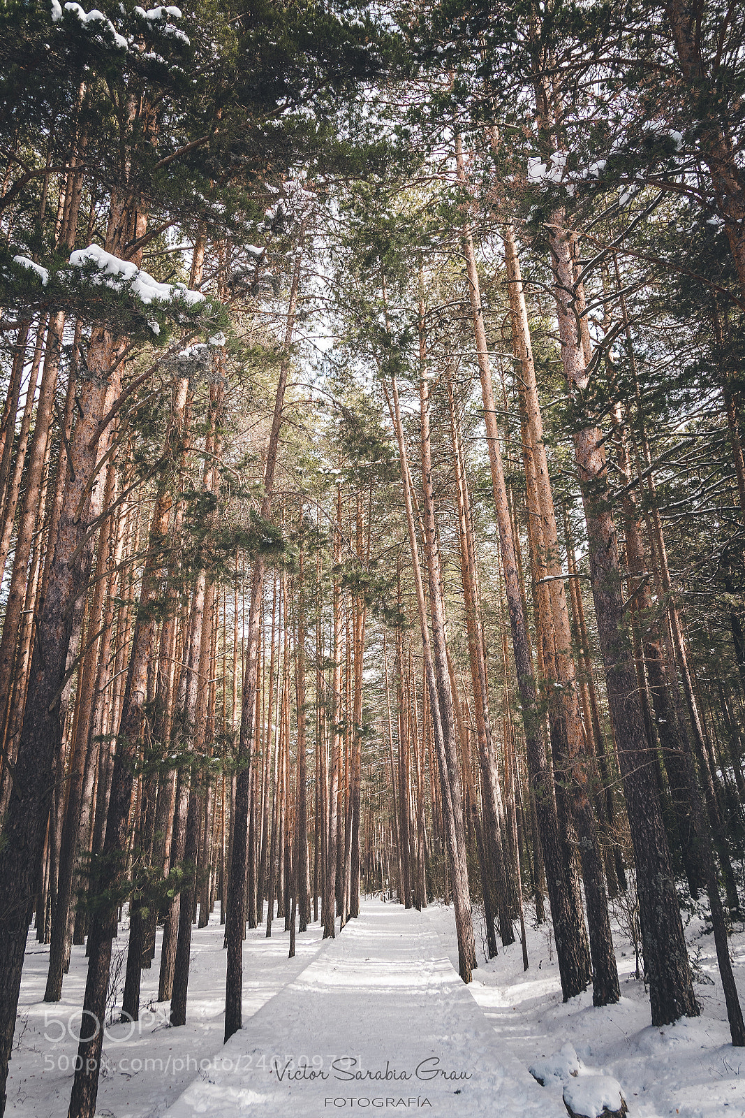 Nikon D7500 sample photo. The forest photography
