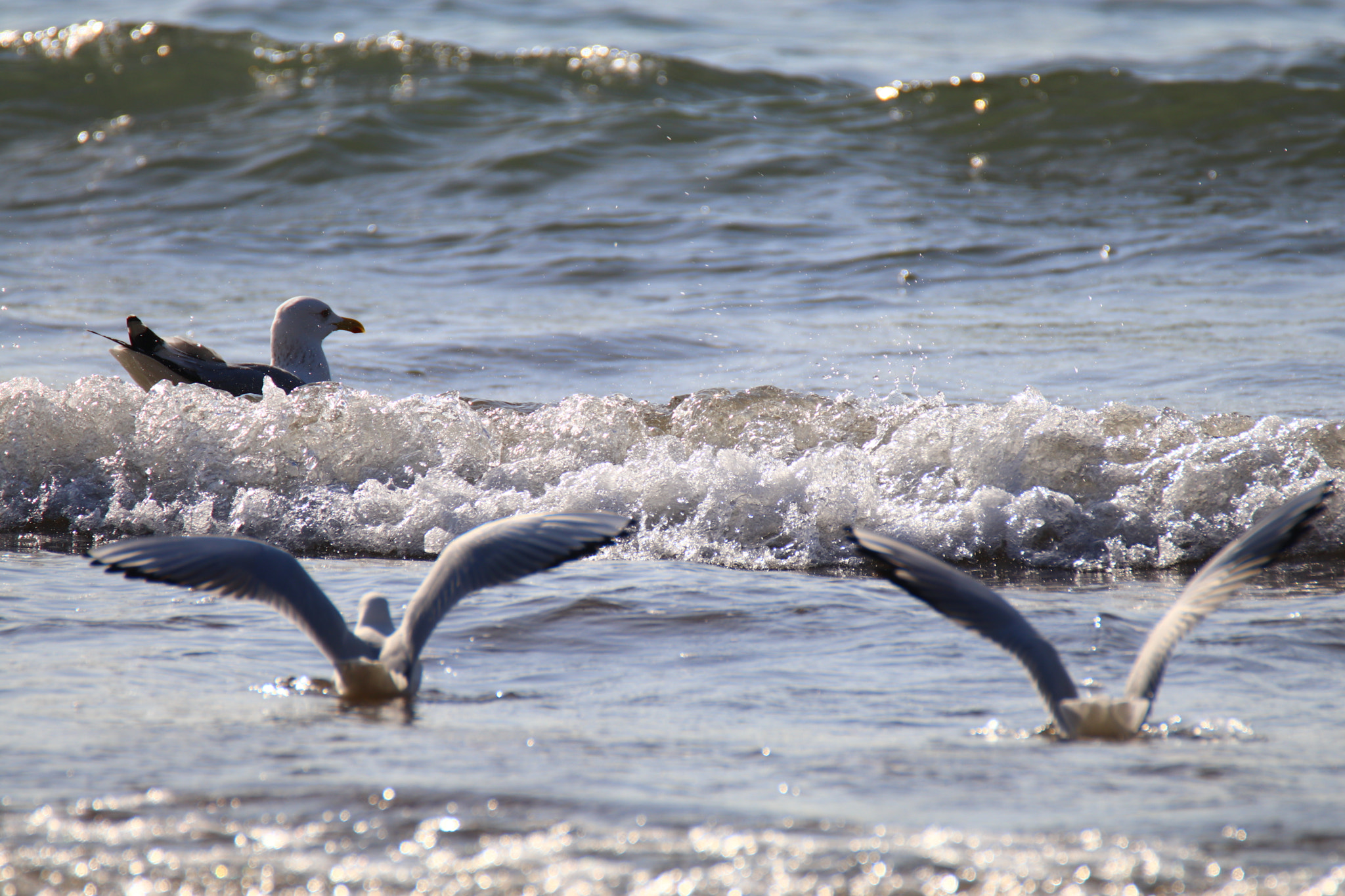 Tamron SP 150-600mm F5-6.3 Di VC USD sample photo. 冲浪者surfing seagull photography