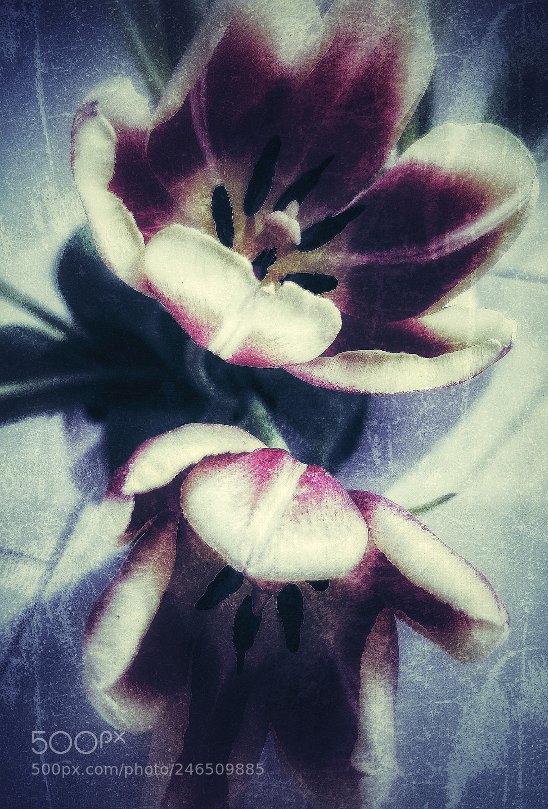 OnePlus 5 sample photo. Tulip's dream photography