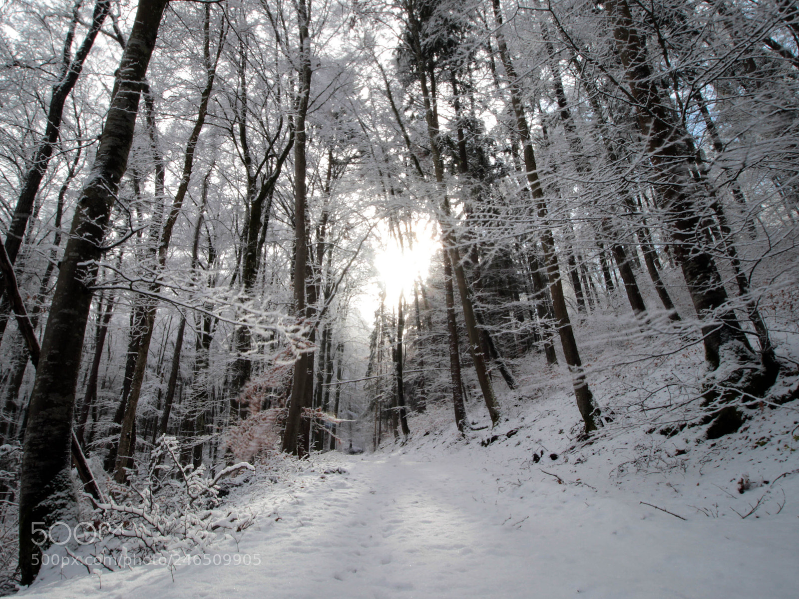 Canon EOS 600D (Rebel EOS T3i / EOS Kiss X5) sample photo. Forest photography