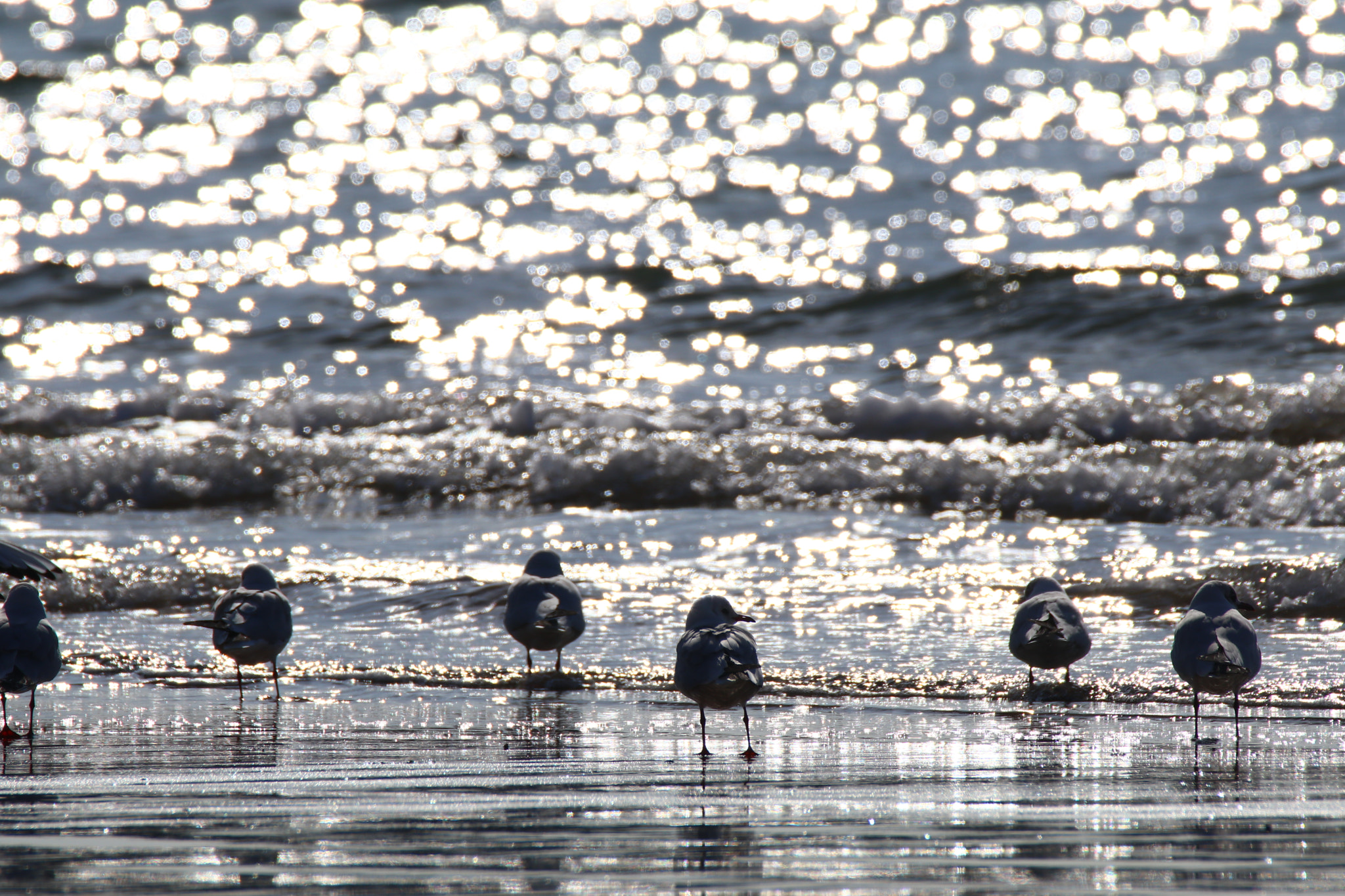 Tamron SP 150-600mm F5-6.3 Di VC USD sample photo. 等候awaiting seagull photography