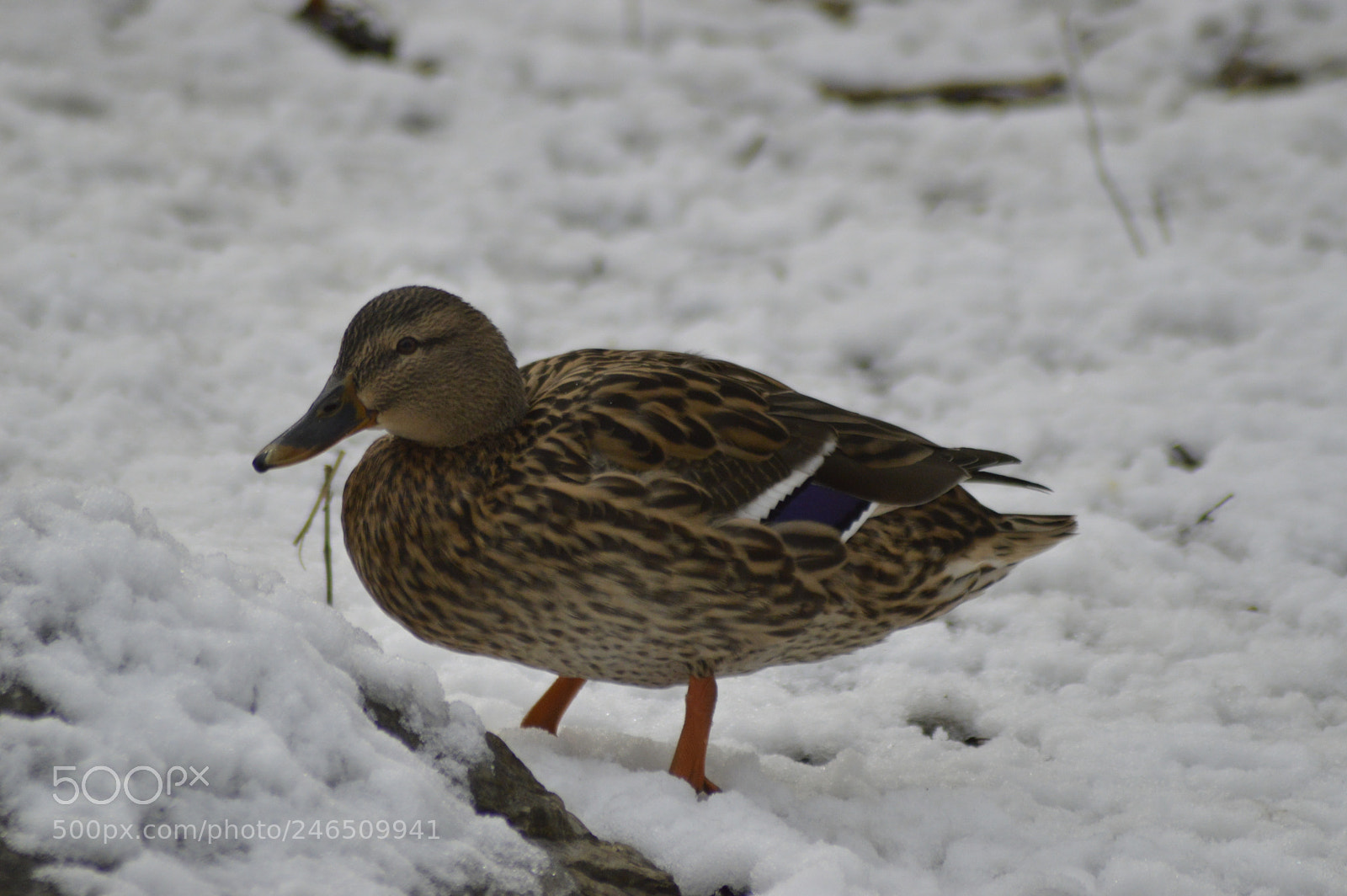Nikon D3200 sample photo. Duck on snow photography