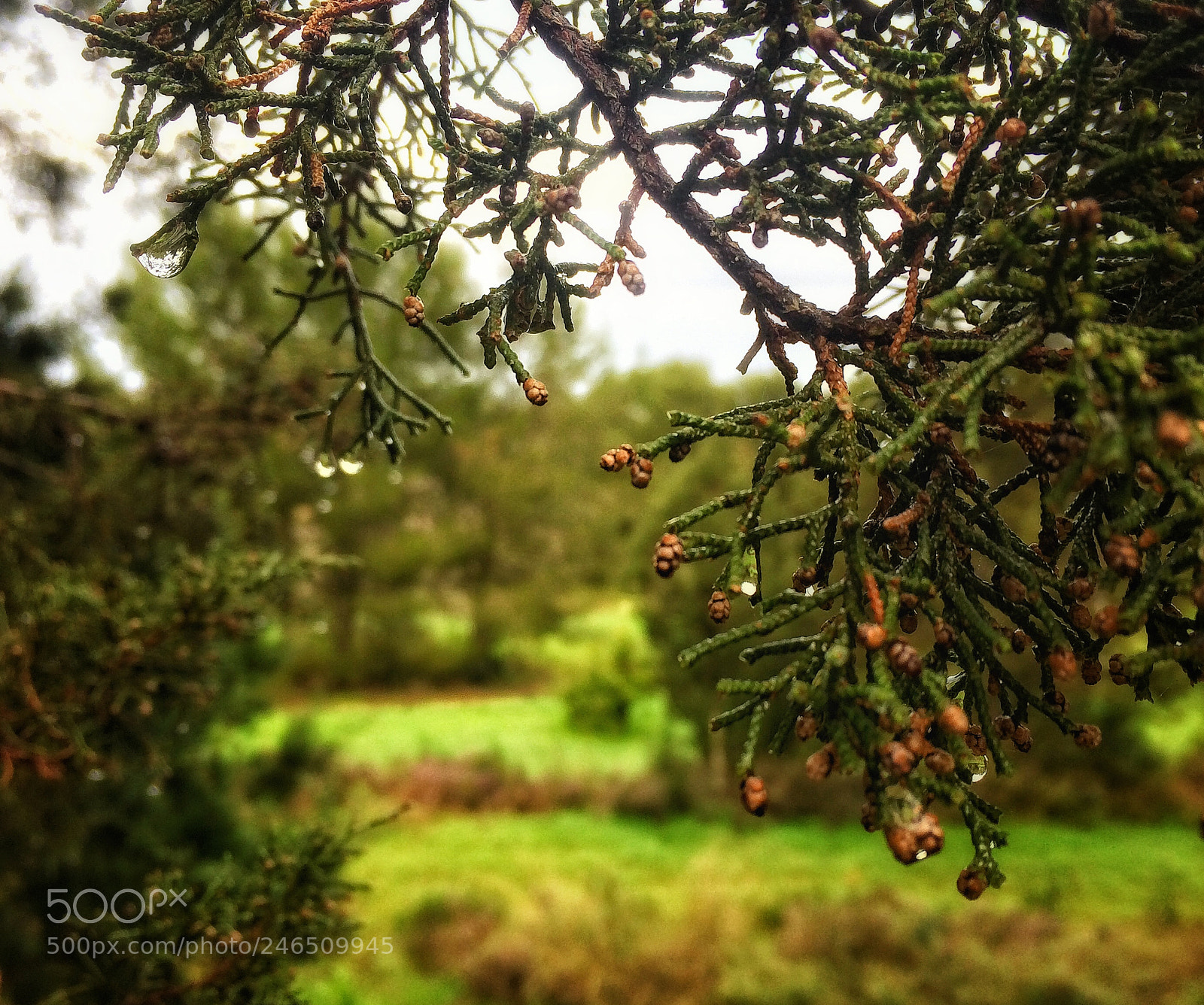 Apple iPhone 5s sample photo. After rain....... photography