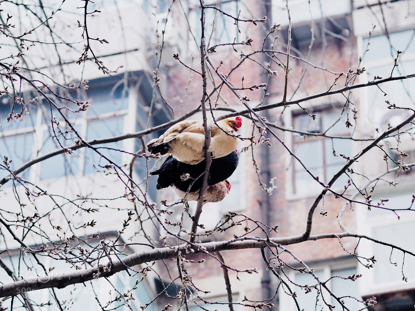 Olympus OM-D E-M10 II sample photo. 上树公鸡，公鸡中的战斗机 photography