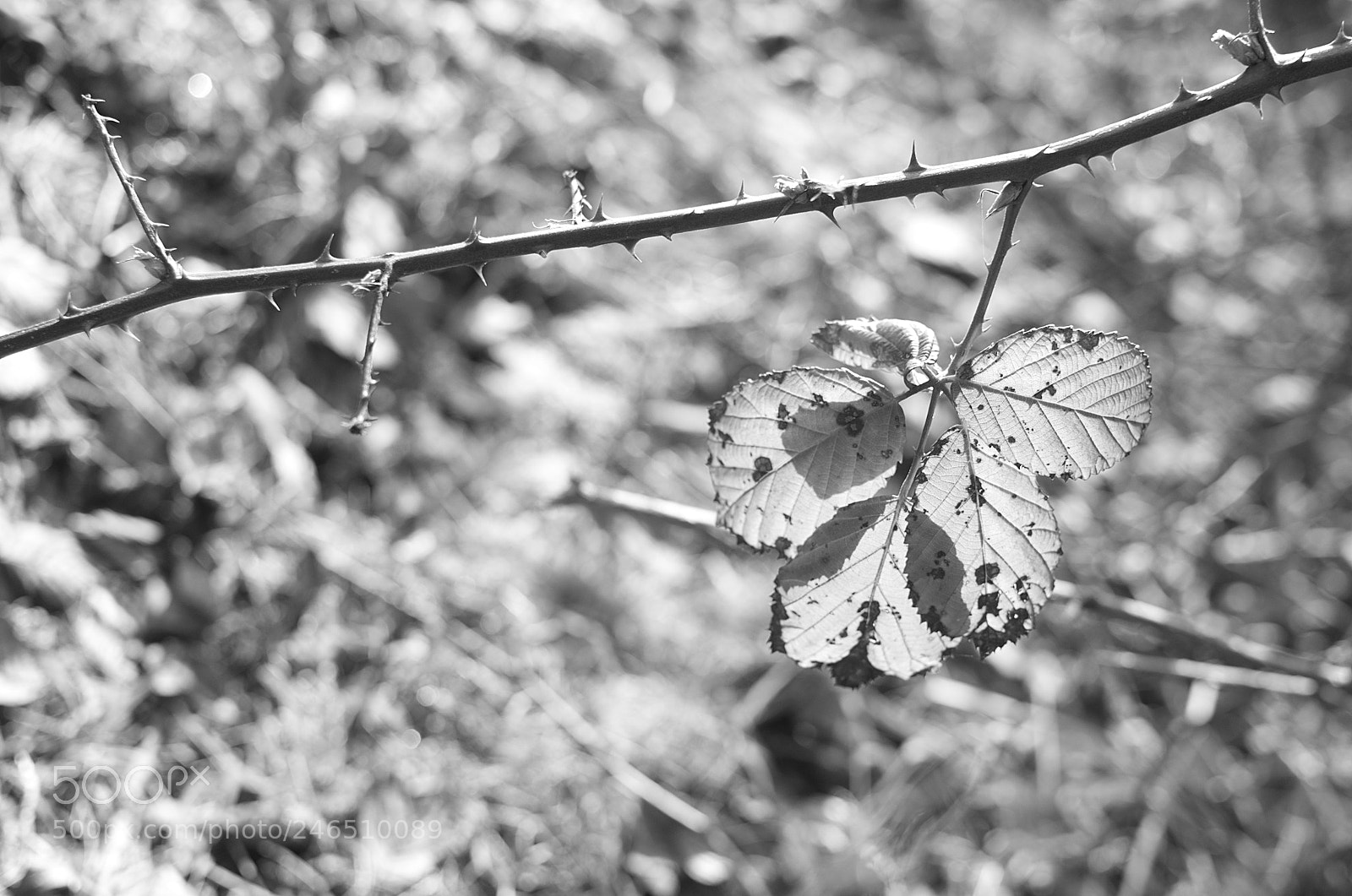 Nikon D5100 sample photo. Life is not a photography