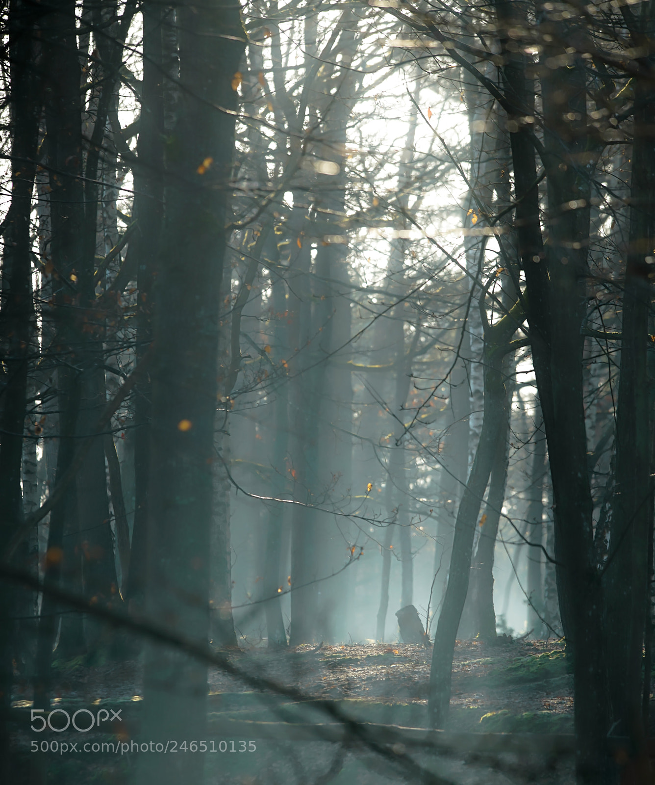 Sony a7R II sample photo. Forest photography