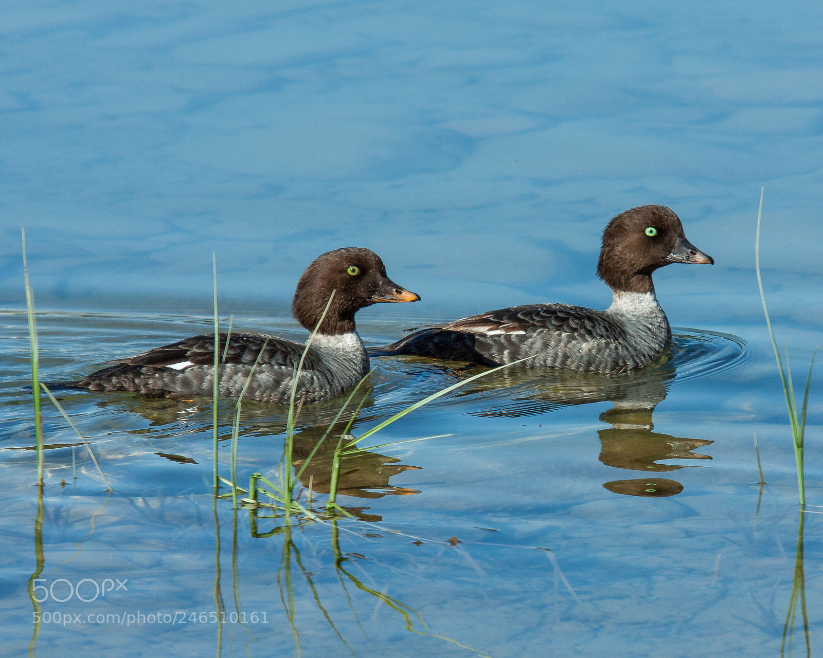 Canon EOS 50D sample photo. Goldeneyes photography