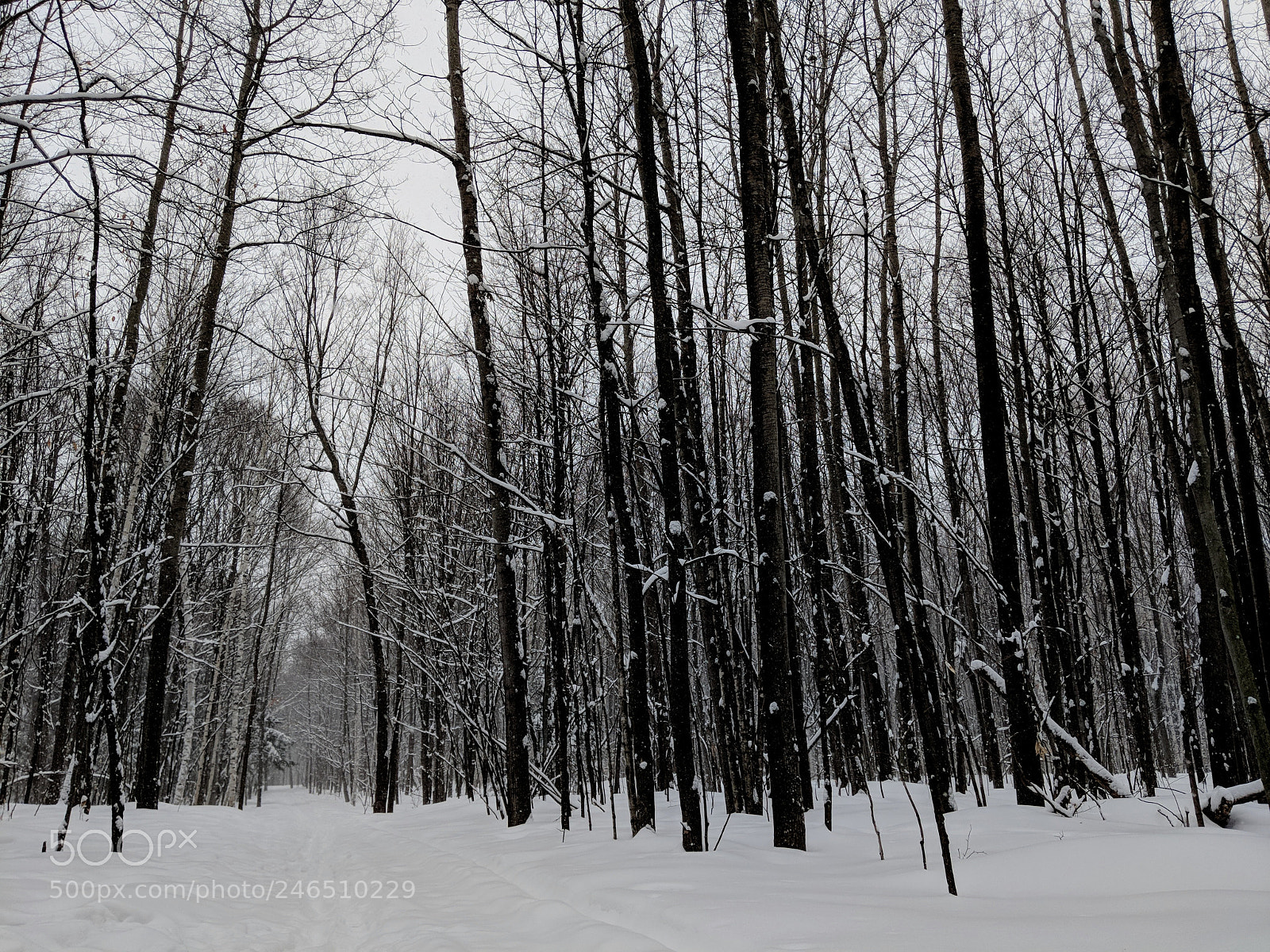 Google Pixel 2 sample photo. Mvimg_20180204_102629.jpg photography