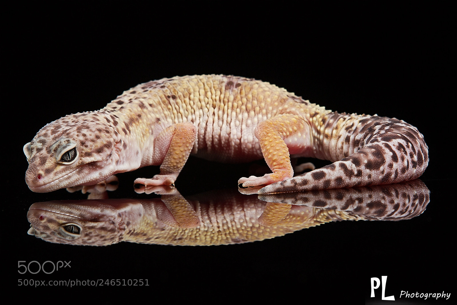 Canon EOS 7D sample photo. Leopard gecko photography