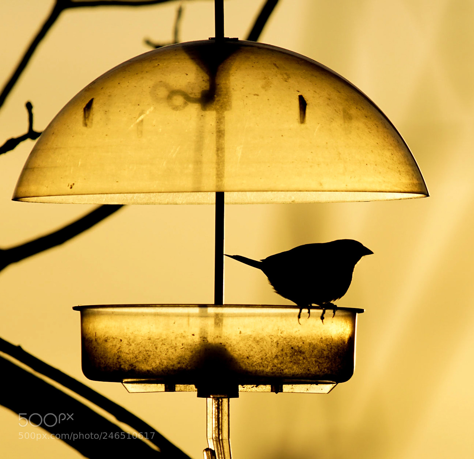 Sony SLT-A68 sample photo. At the feeder photography