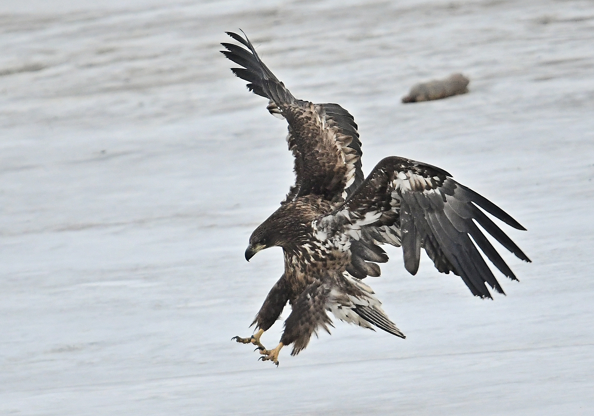 Nikon D500 sample photo. White tailed sea eagle photography