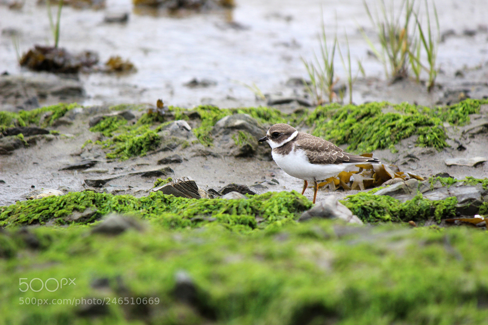 Canon EOS 600D (Rebel EOS T3i / EOS Kiss X5) sample photo. Sweet bird photography