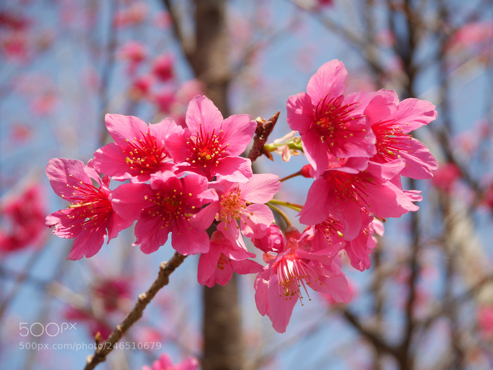 Panasonic Lumix DMC-GF7 sample photo. Dark-pink photography