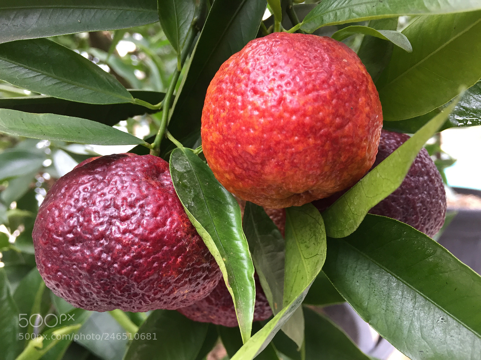Apple iPhone 6 sample photo. Untitled photography