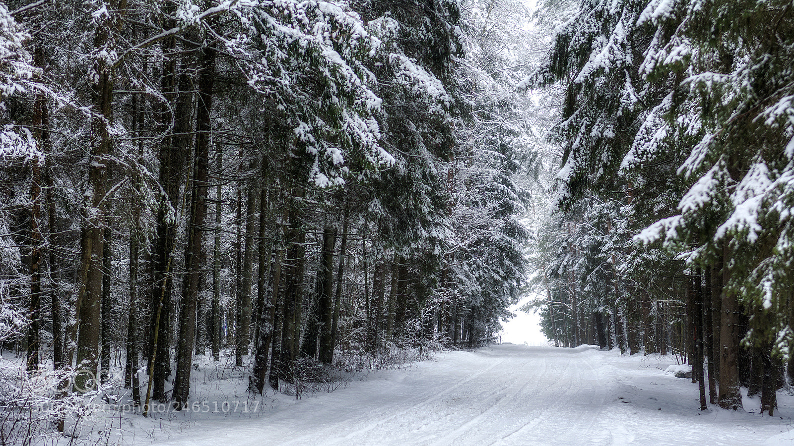 Nikon D7100 sample photo. Winter forest photography