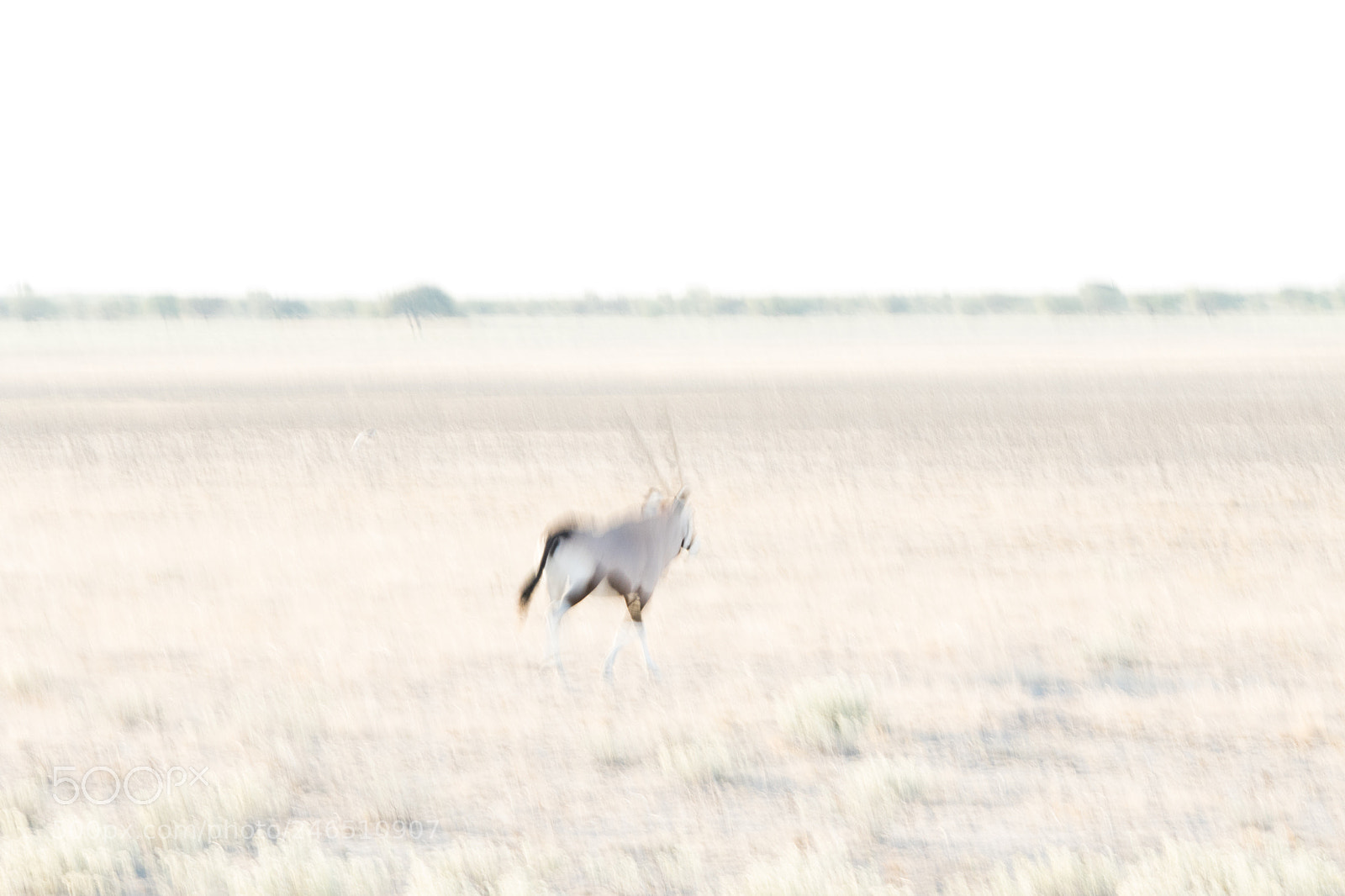 Canon EOS 7D Mark II sample photo. Oryx ghost photography
