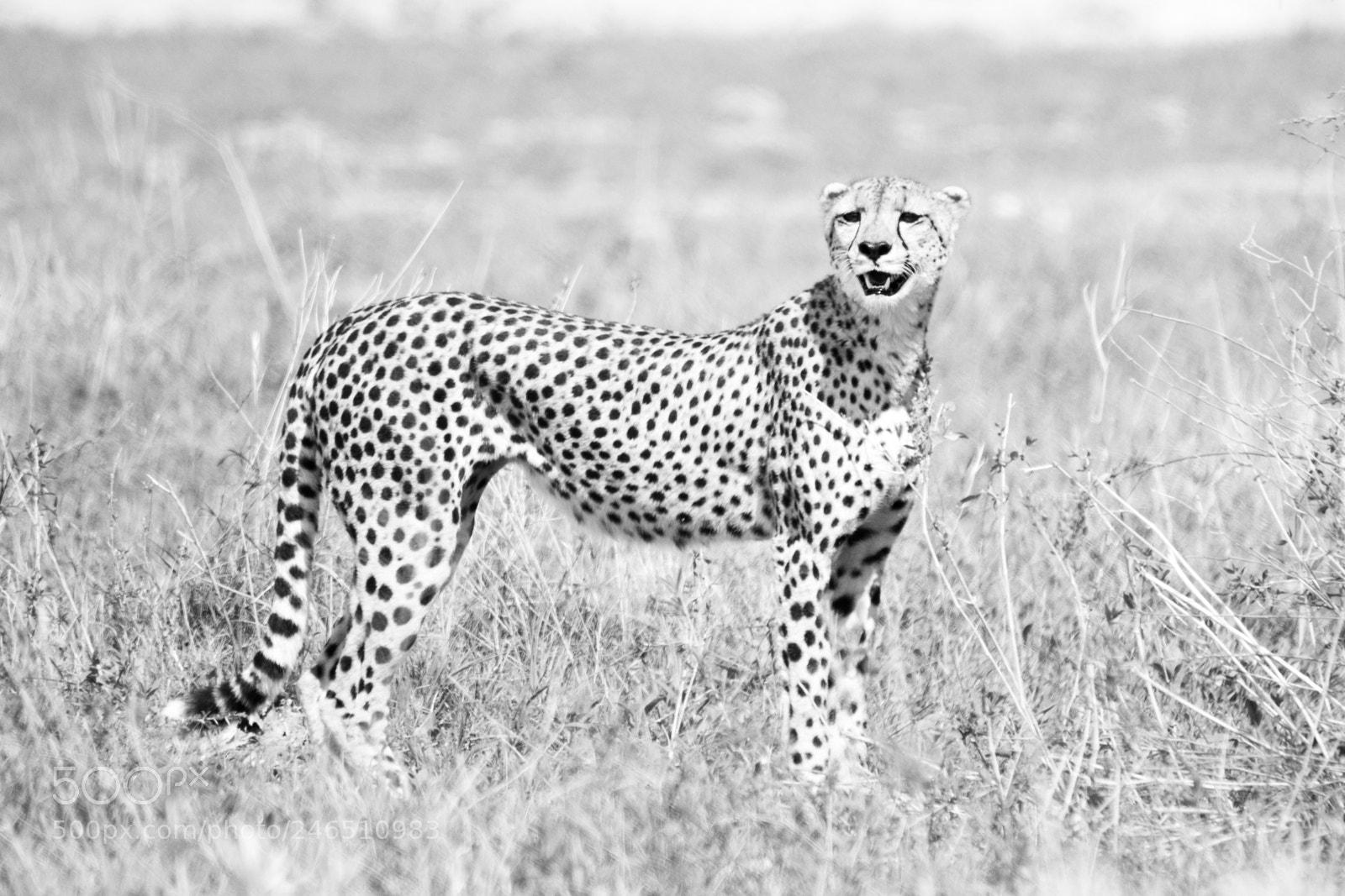Canon EOS 7D Mark II sample photo. Kalahari cat photography